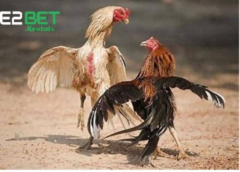 Mẹo Cá Cược Hiệu Quả Tại Đá Gà E2bet