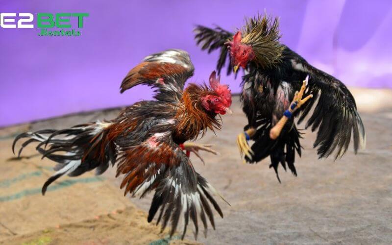 Lý Do Bạn Nên Lựa Chọn Đá Gà E2bet