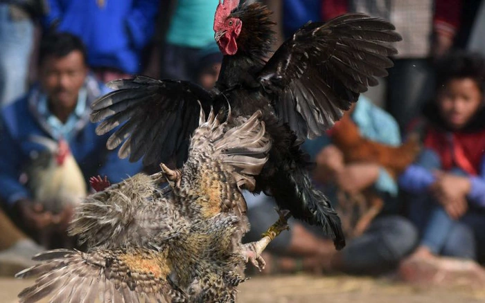 Cách Làm Bịt Mỏ Gà Chọi Đơn Giản Tại Nhà