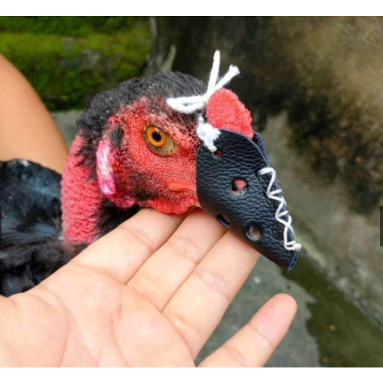 Bịt mỏ gà chọi dùng để làm gì?