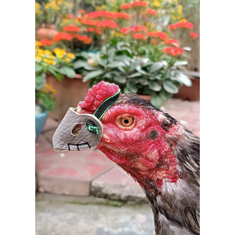 Cách làm bịt mỏ gà chọi an toàn cho chiến kê