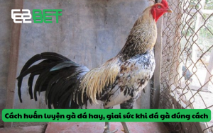Cách huấn luyện gà đá hay, giai sức khi đá gà đúng cách