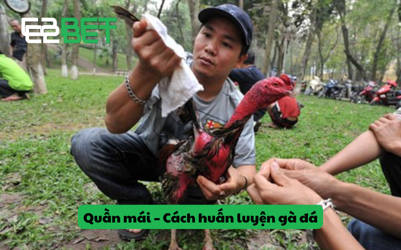 Cách huấn luyện gà đá hay bằng cách cho gà quần mái