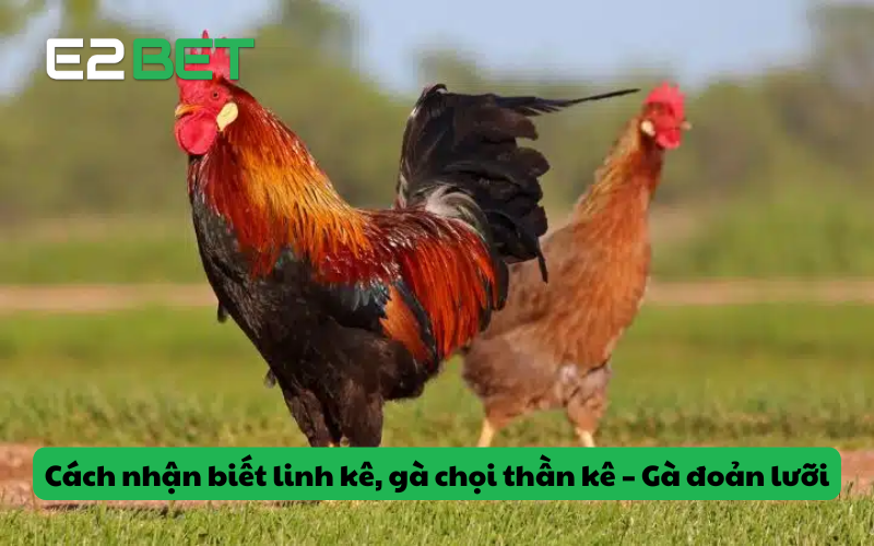 Cách nhận biết linh kê, gà chọi thần kê – Gà đoản lưỡi