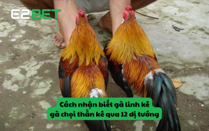 Cách nhận biết gà linh kê, gà chọi thần kê qua 12 dị tướng