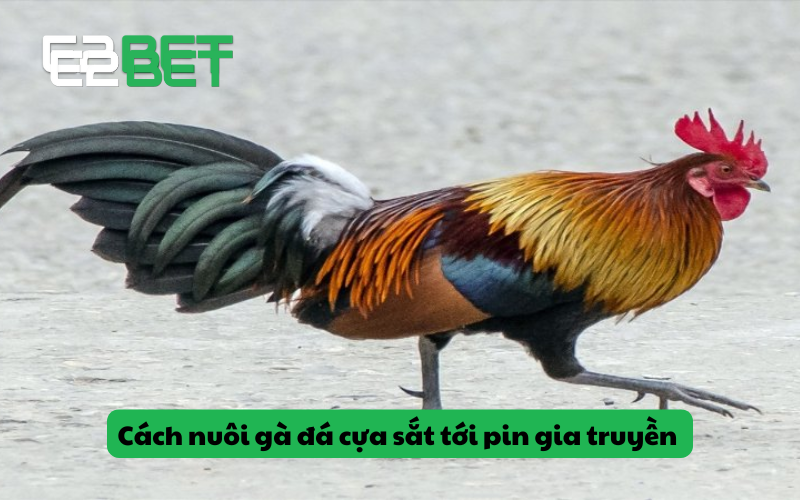 Cách nuôi gà đá cựa sắt tới pin gia truyền theo chuyên gia