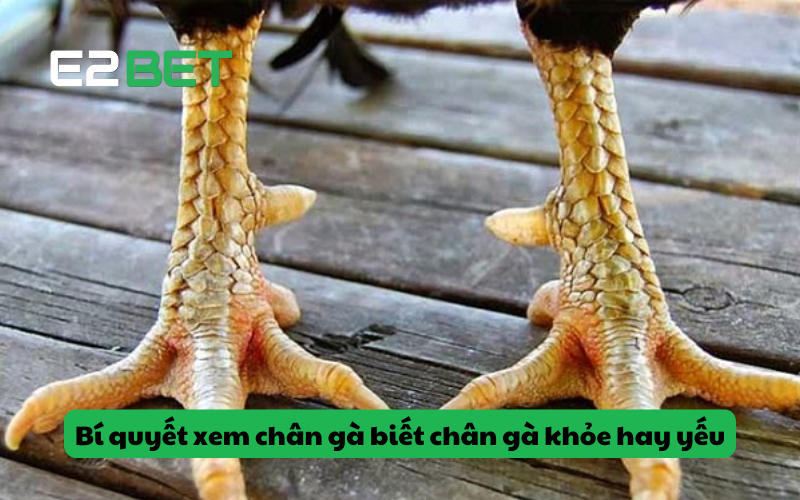 Xem chân gà chọi