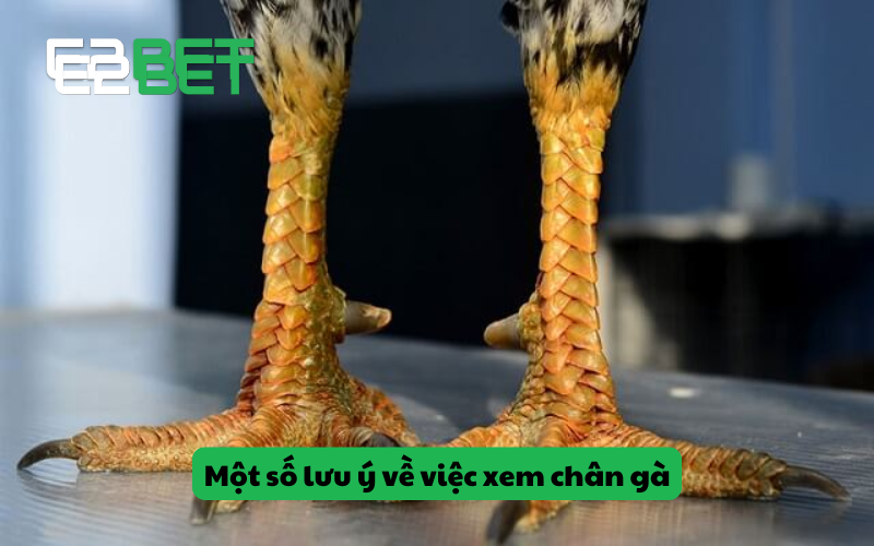 Bí quyết xem chân gà biết chân gà khỏe hay yếu