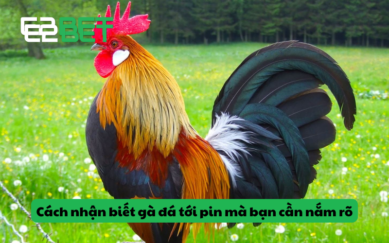 Cách nhận biết gà đá tới pin mà bạn cần nắm rõ