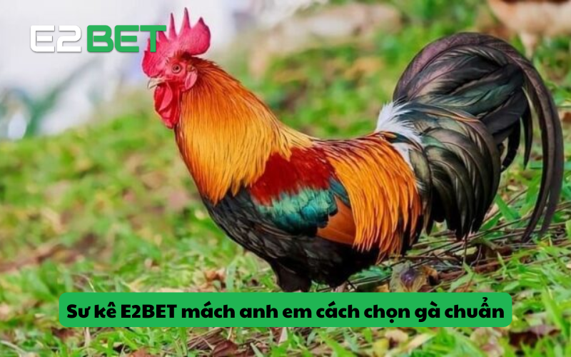 Sư kê E2BET mách anh em cách chọn gà chuẩn